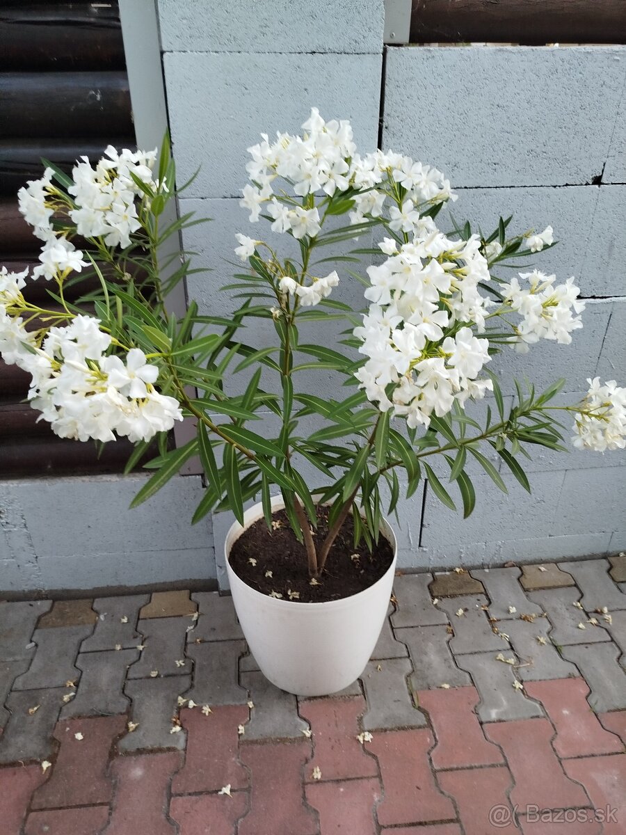 Oleander biely - 3