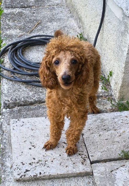 Toy pudel - 3