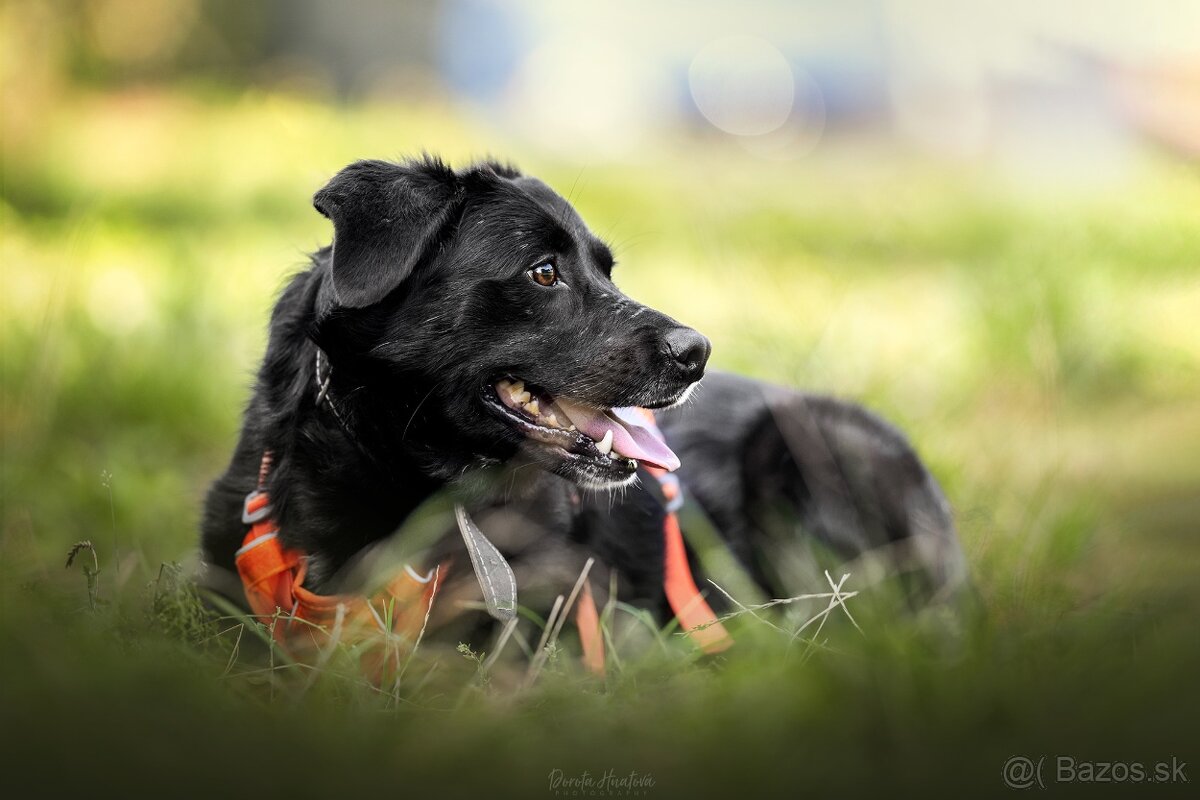 Darujem sučku Lessie - mix retriever / border kólia - 3