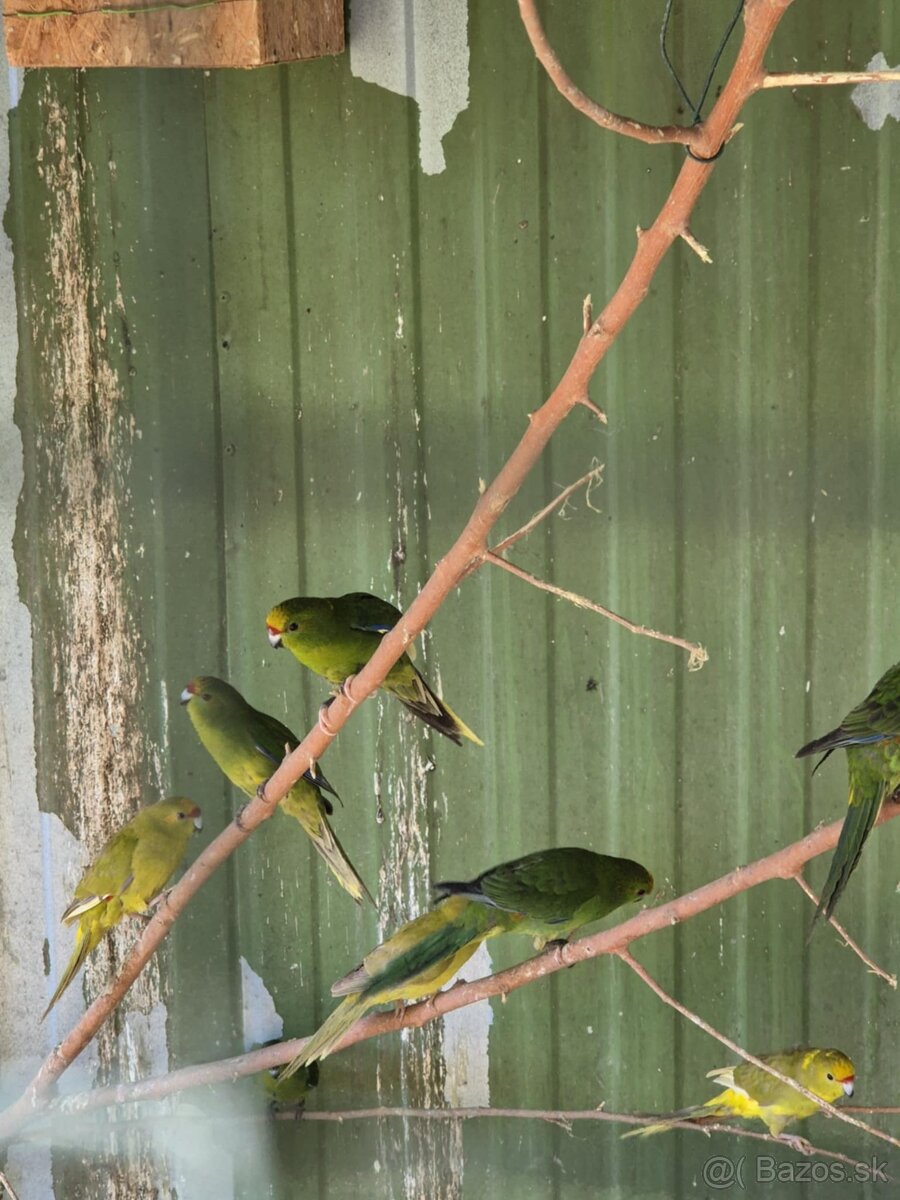 Kakariki žltočelý- tohtoročné odchovy - prípadne vymením - 3