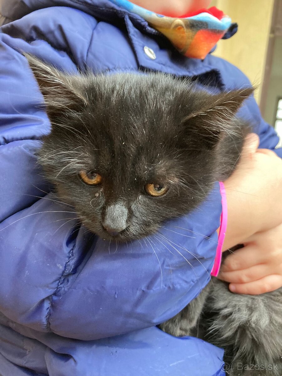 Darujem mačičku - 3