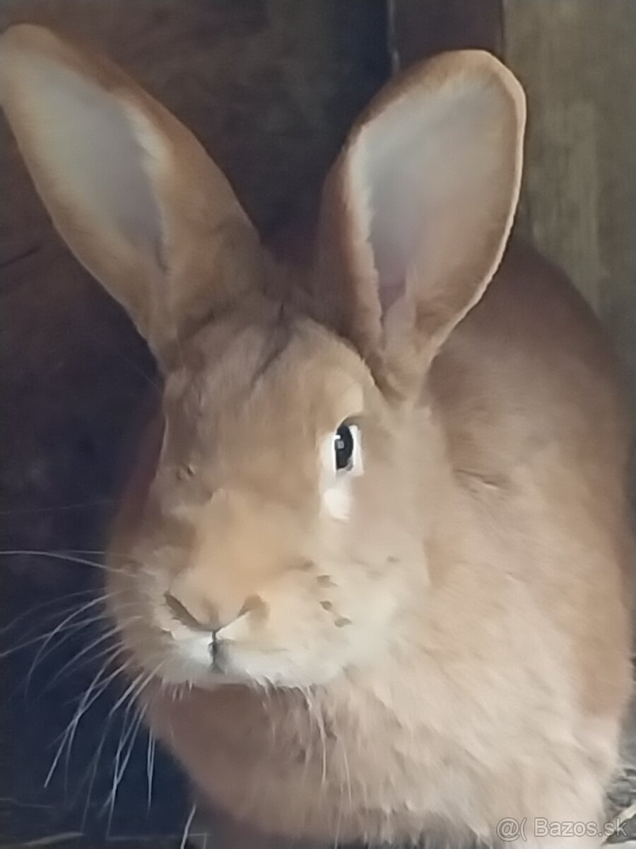 Burgundský králik samica - 3