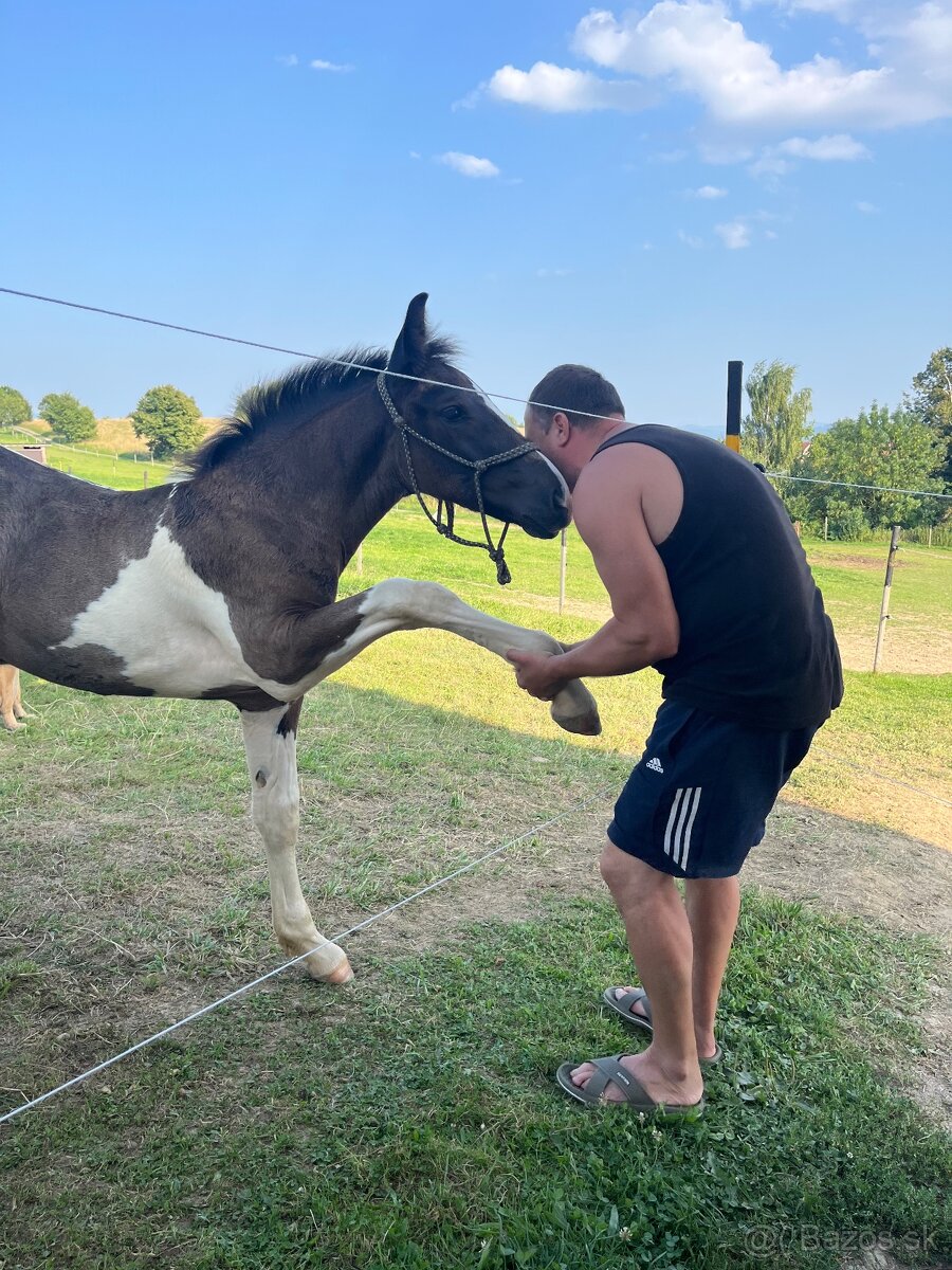 Úžasný Hřebeček hledá Parťáka - 3