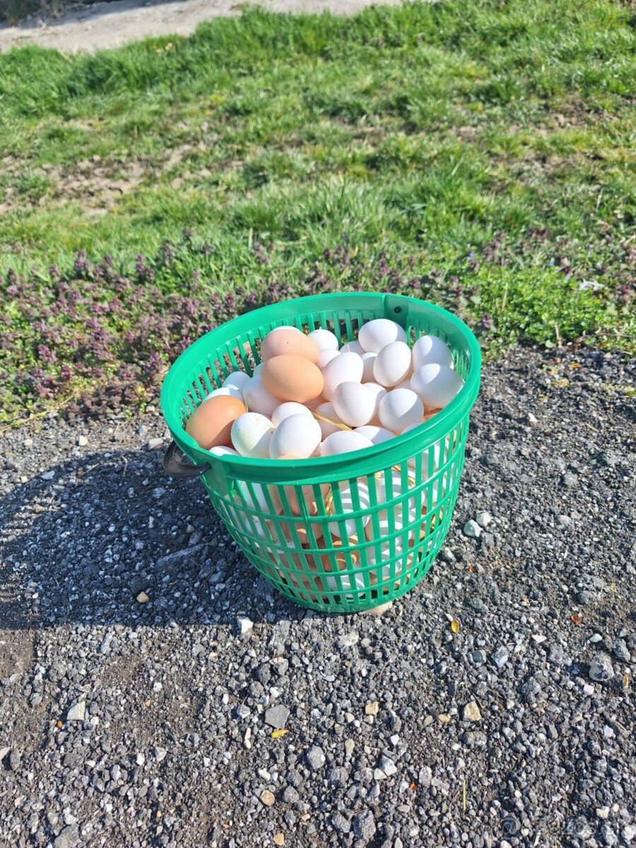 Domáce vajcia - 3