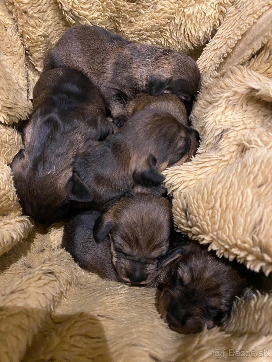 Jazvečík hrubosrstý s PP - 3