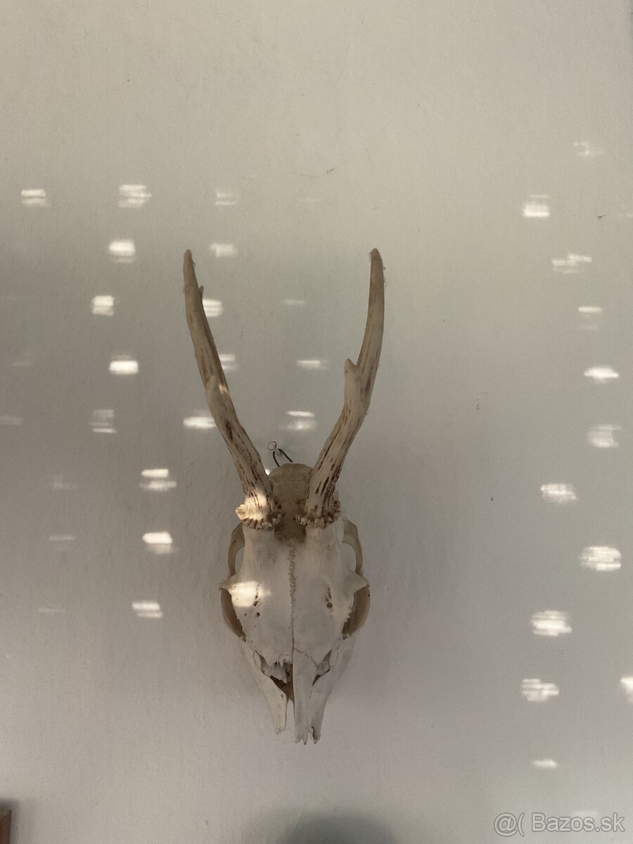 Poľovnícke predmety - 3