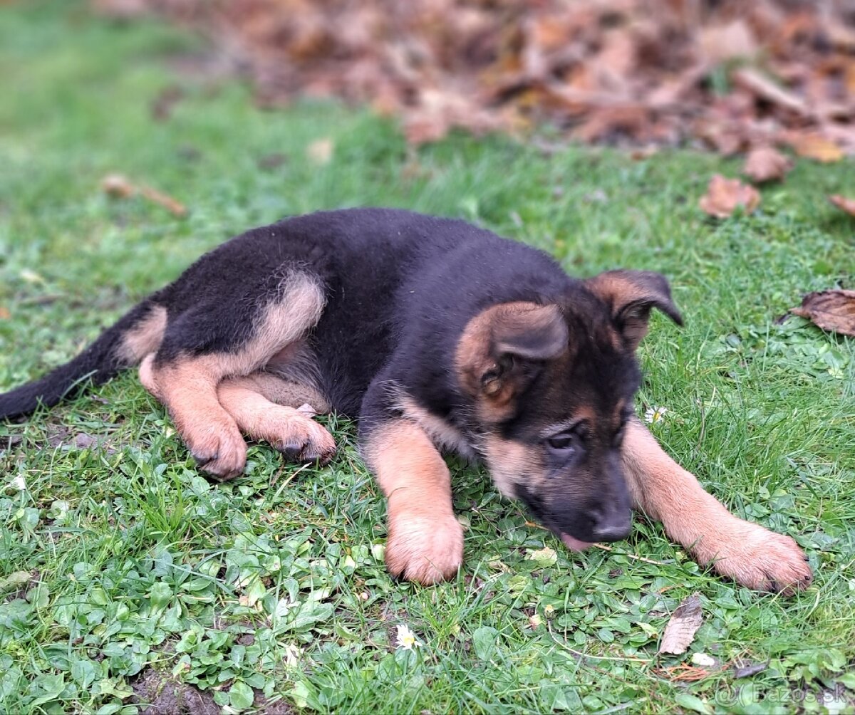 Nemecký ovčiak - šteniatka - 3