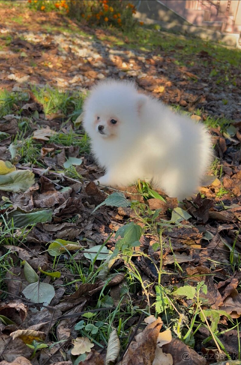 Pomeranian s PP FCI❣️ - 3