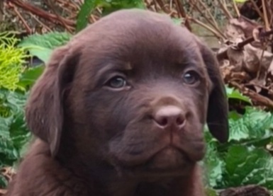Čokoládový labrador retriever s PP - 3