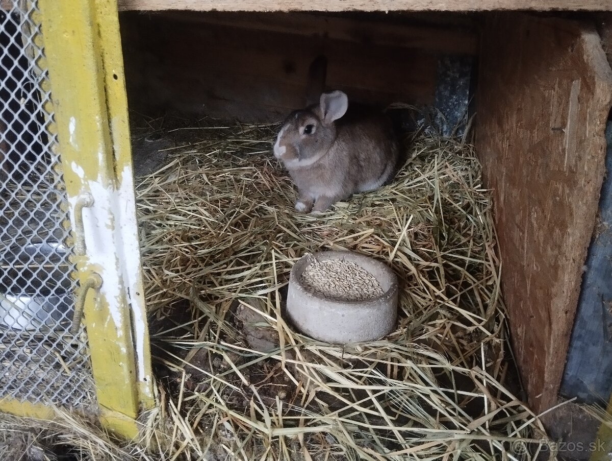 Králik - 3
