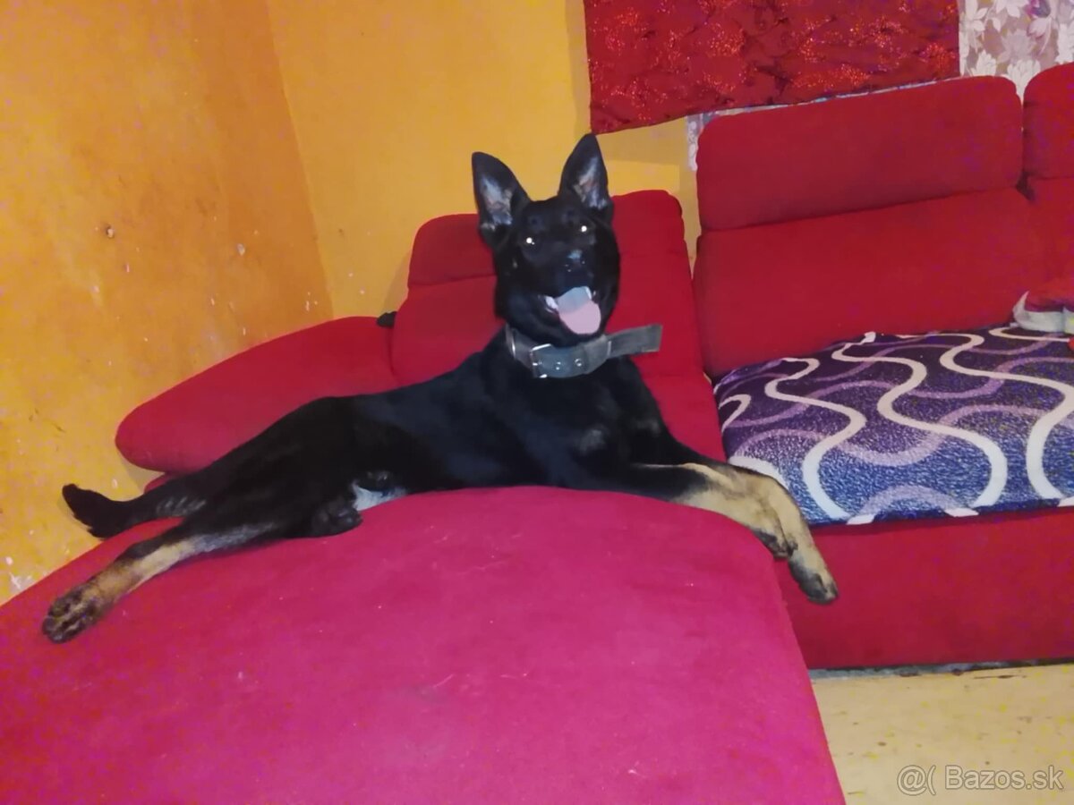 nemecký ovčiak - 3