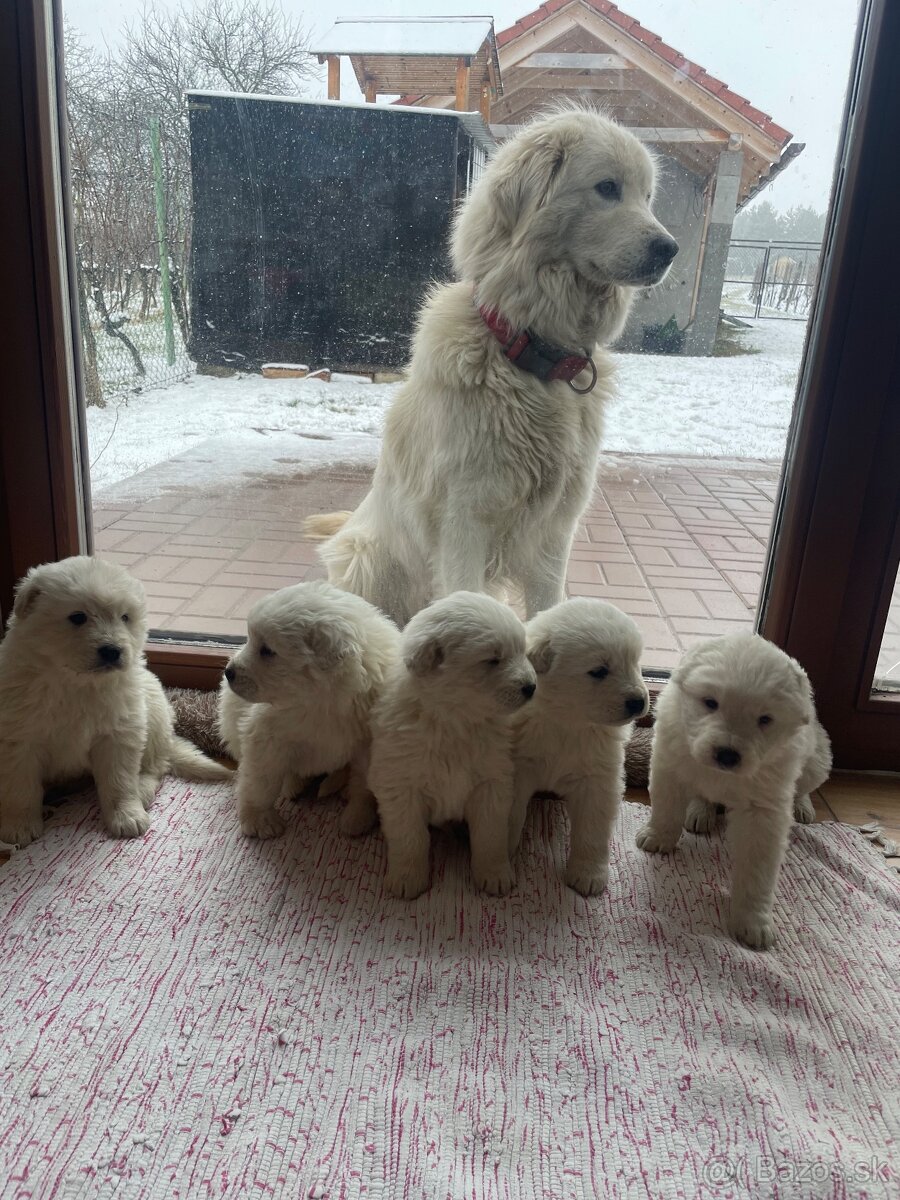 Slovenský čuvač - 3