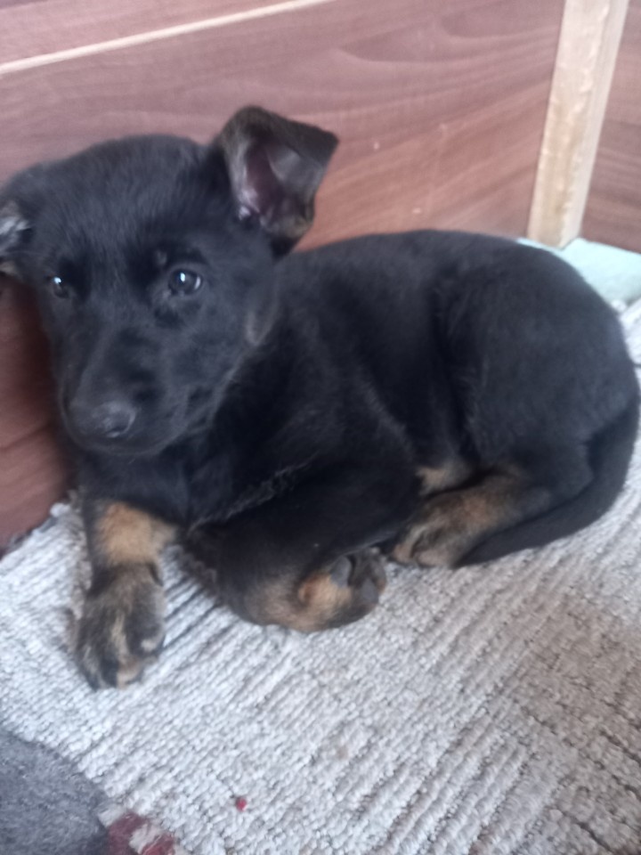 Nemecký ovčiak - 3