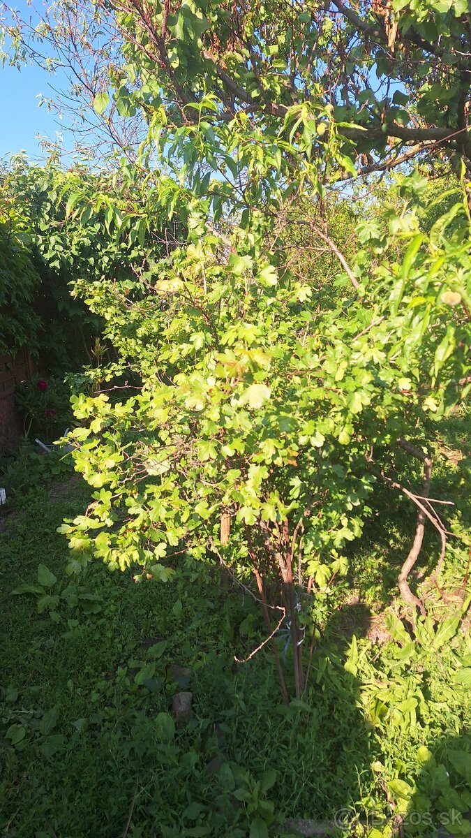 MODRA, starý vinársky dom, po rekonštrukcii trvalé bývanie - 3