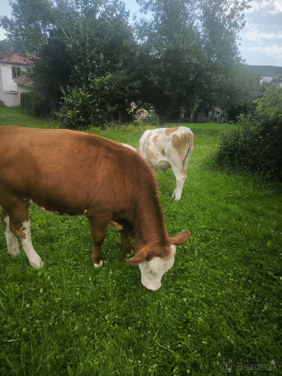 Predám jalovicku a byka SS su odrohovane. - 3