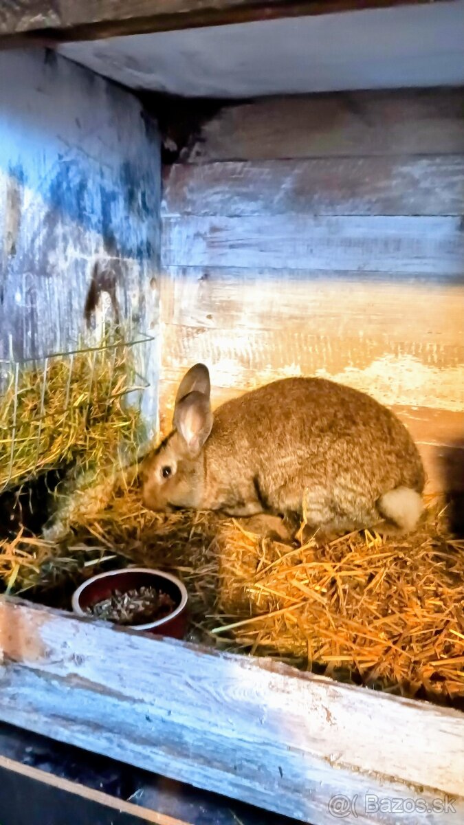 Králiky do chovu - 3