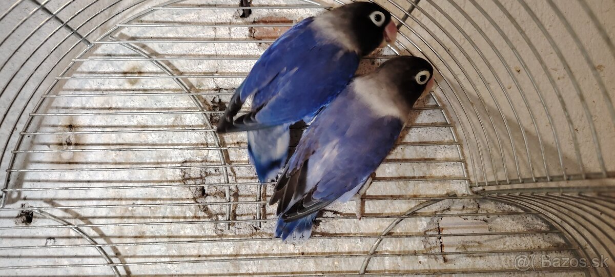 Agapornis škraboskovy - 3