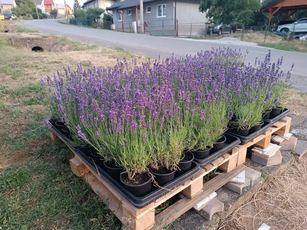 Lavandula angustifolia - 3