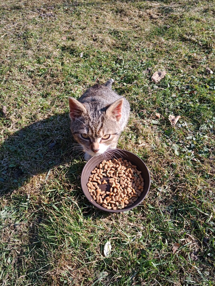 Darujem mladého kocurika . - 3