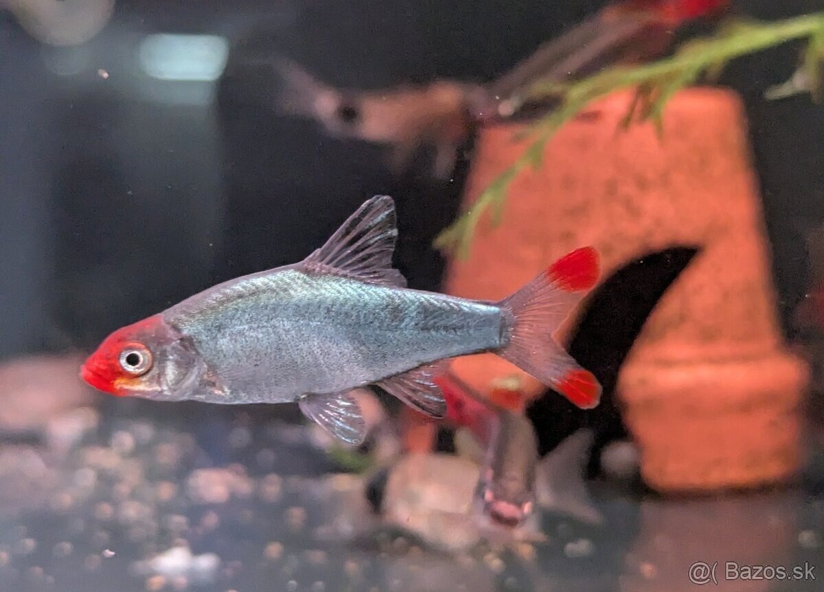 Razbora sawba - Sawbwa resplendens - 3
