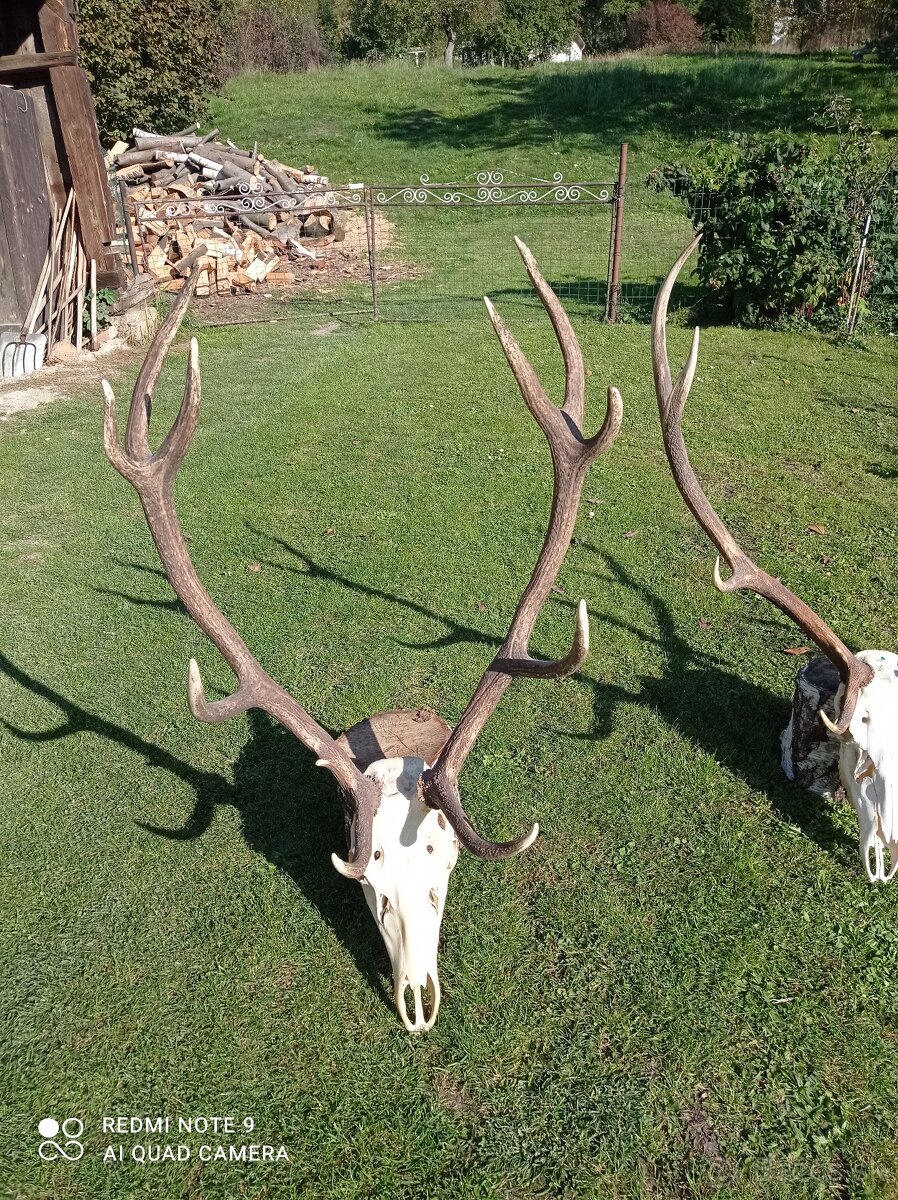 Predám poľovnícke trofeje – jelene a srnce - 3