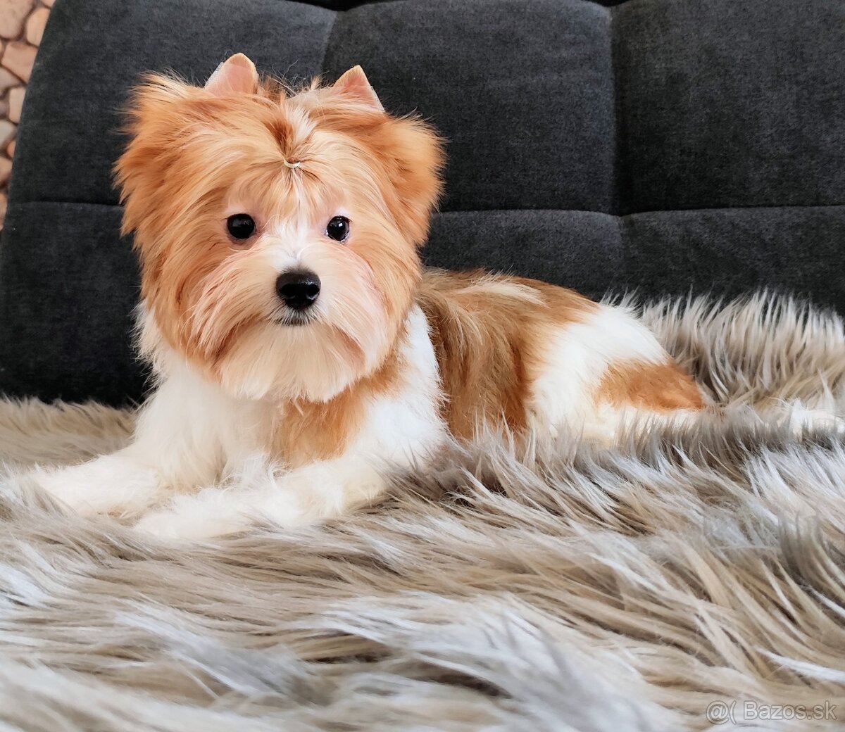 Yorkshire terrier - 3