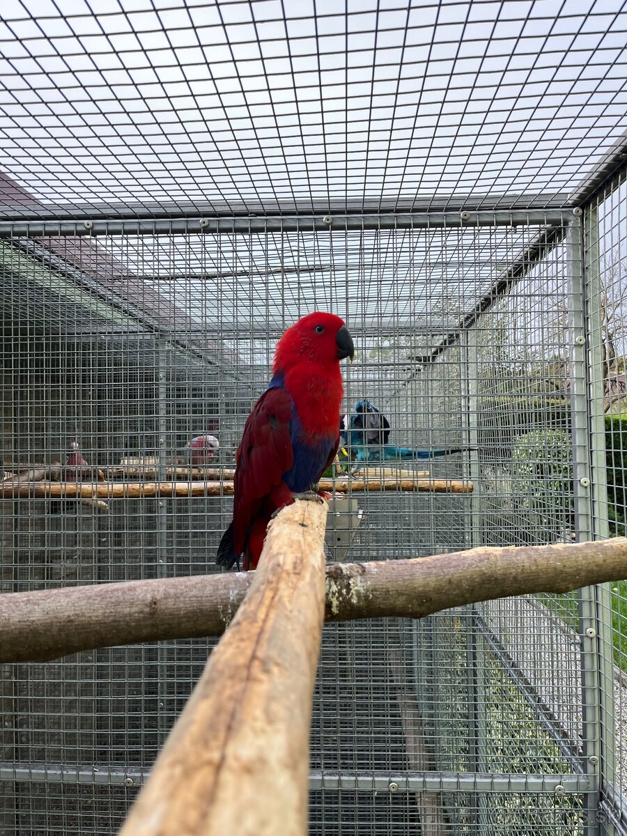 Samica eklektus polychloros - 3