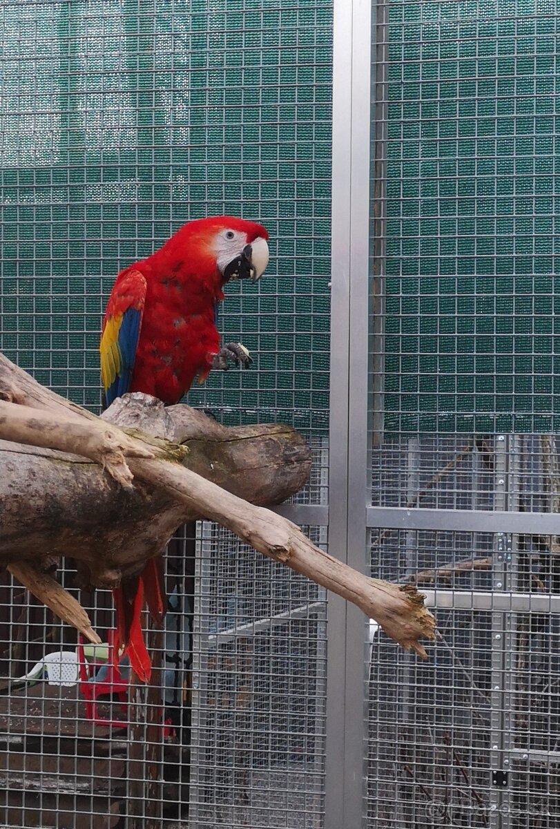 ARA arakanga macao - 3