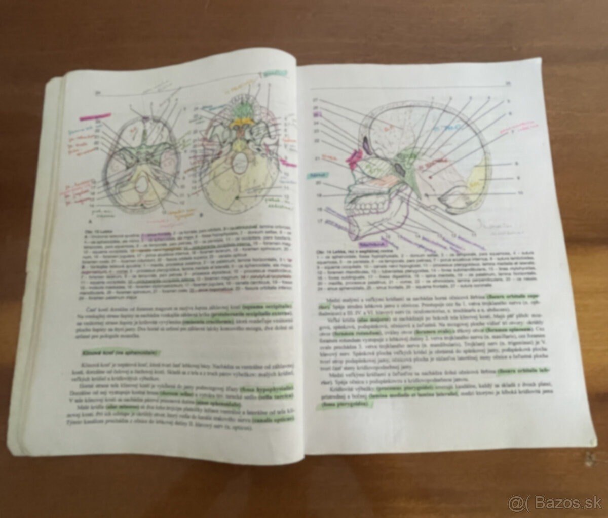 anatomia - 3