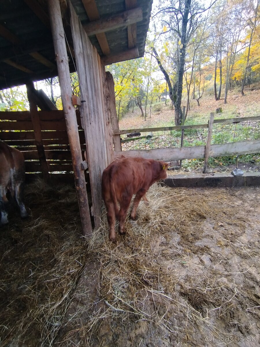 Predám kravu aj s telatom - 3