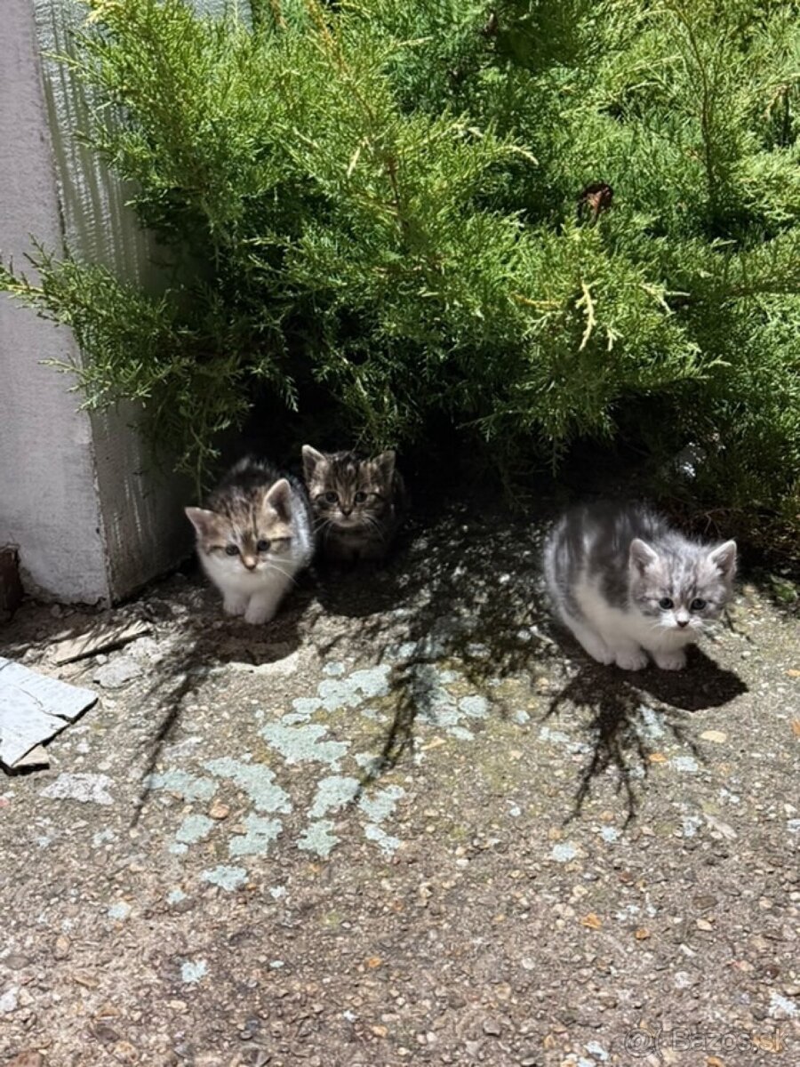 Darujem mačiatka - 3