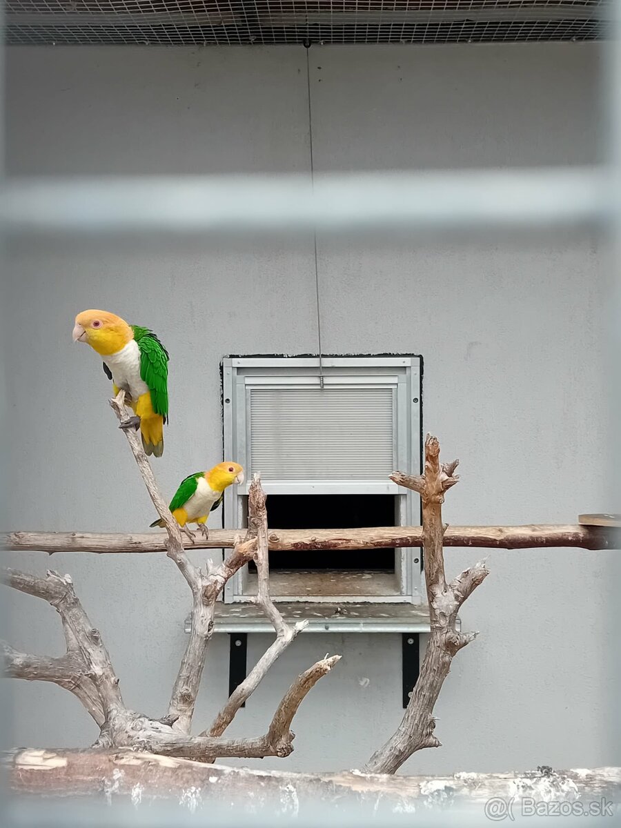 Predám 2 chovné páry papagájov - 3