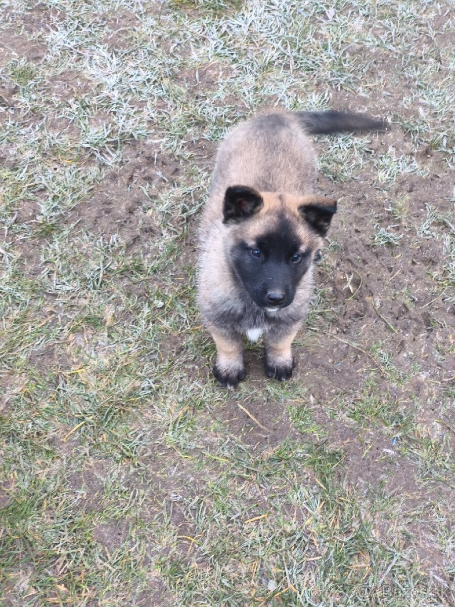 Predám šteniatka - 3