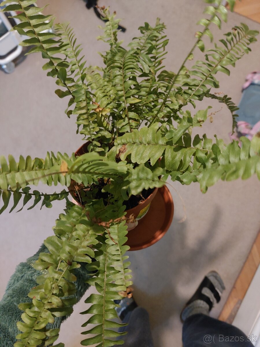 Darujem za odvoz - 3