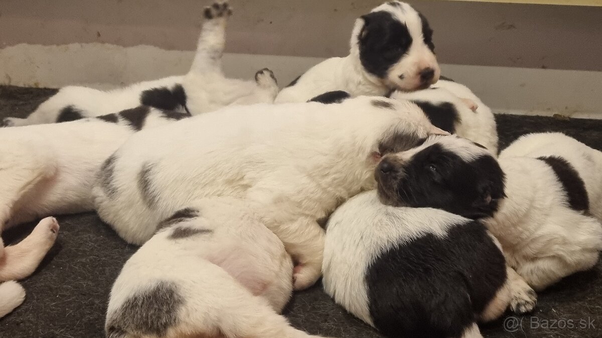 Stredoázijský ovčiak - šteniatka s PP - 3