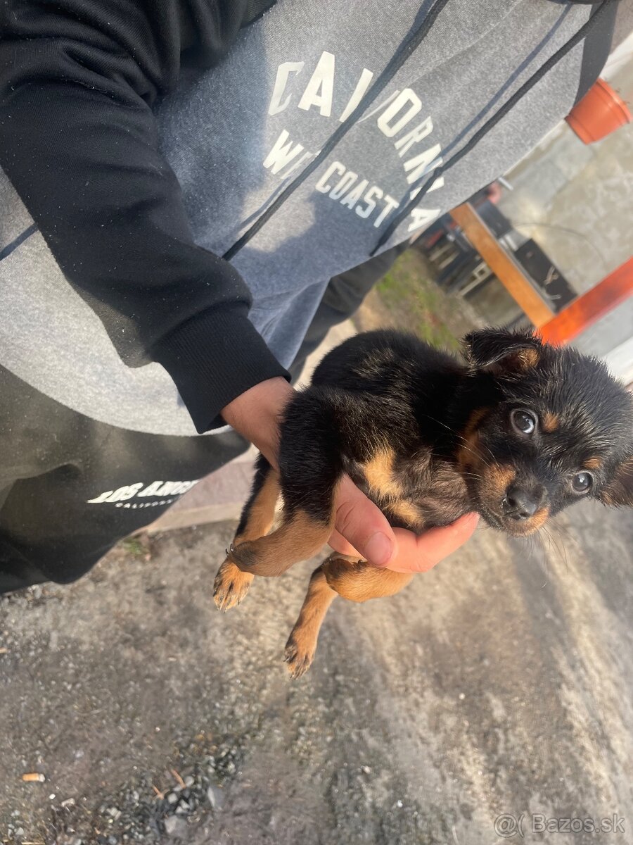 Predám šteniatka, rasa ratlík. - 3