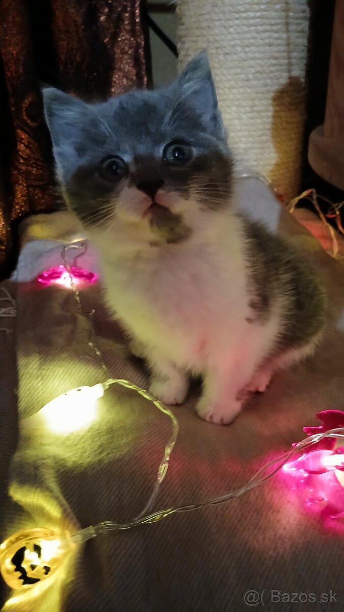 Britské mačiatka - britská modrá, modrý bicolor, čierny bic. - 3