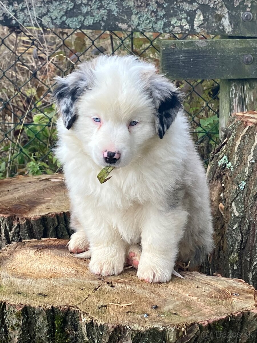 Miniatúrny americký ovčiak s PP - 3