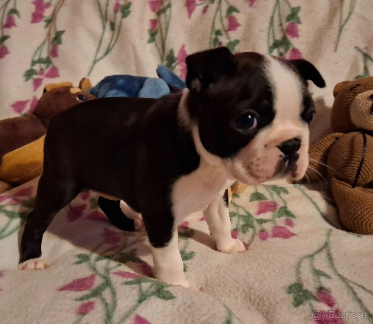 Boston,Bostonský teriér,Boston Terrier s PP - 3