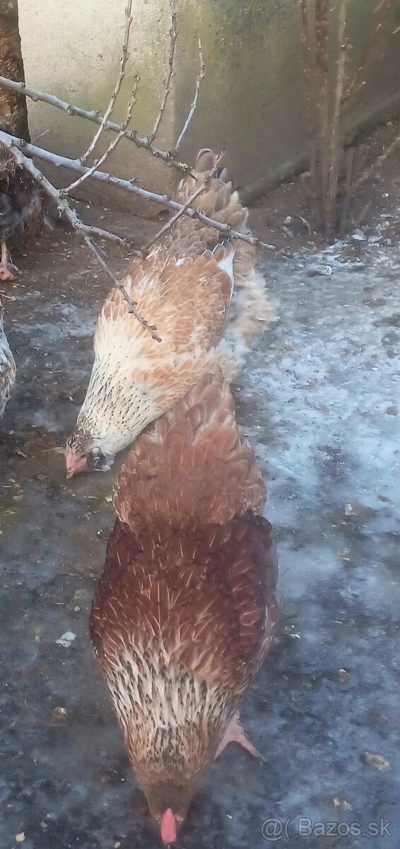 Mládky a kohút - 3