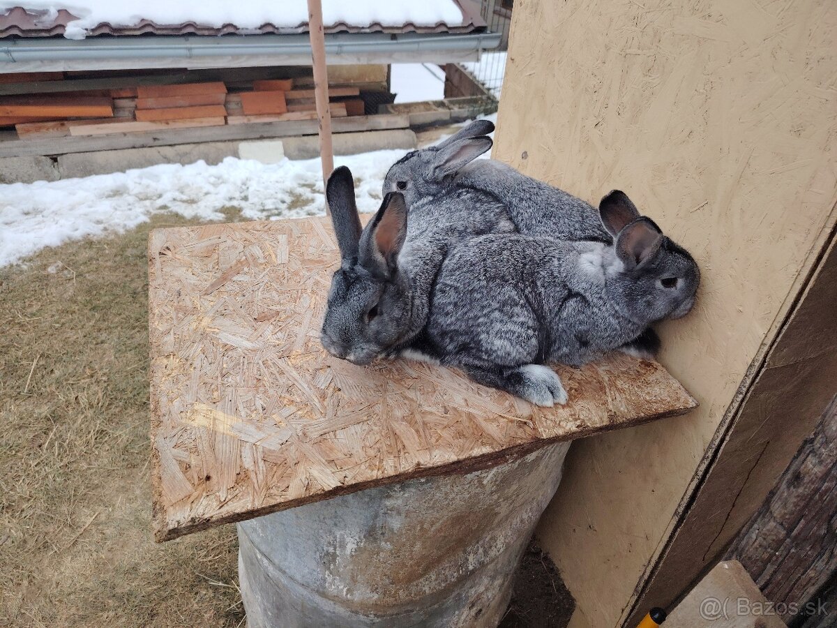Predám zajace - 3