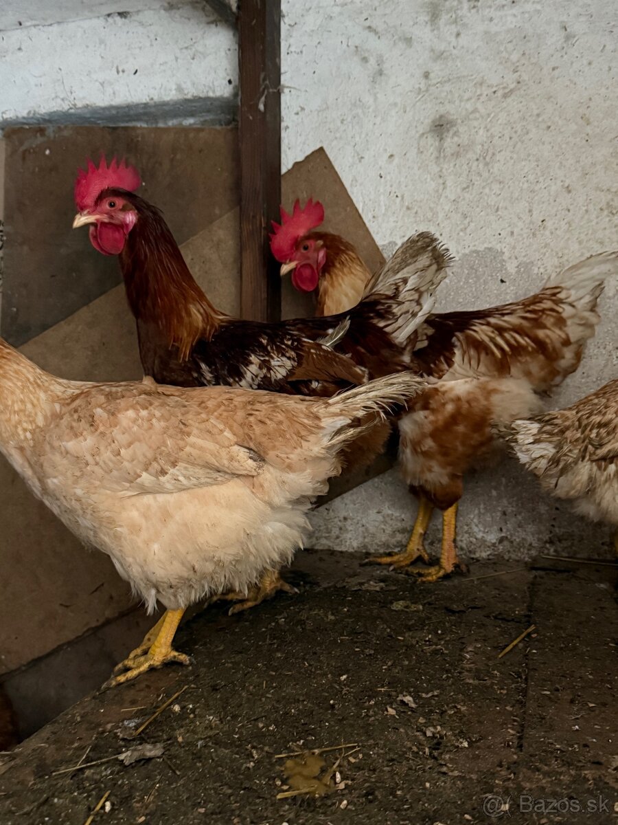 Domáce mladé kohútiky - 3