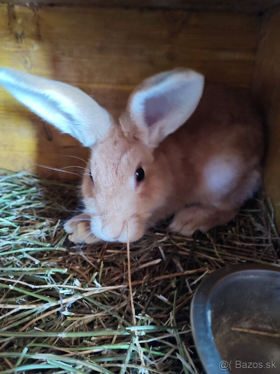 ,‼️ predám kohúty leghorn ‼️ - 3