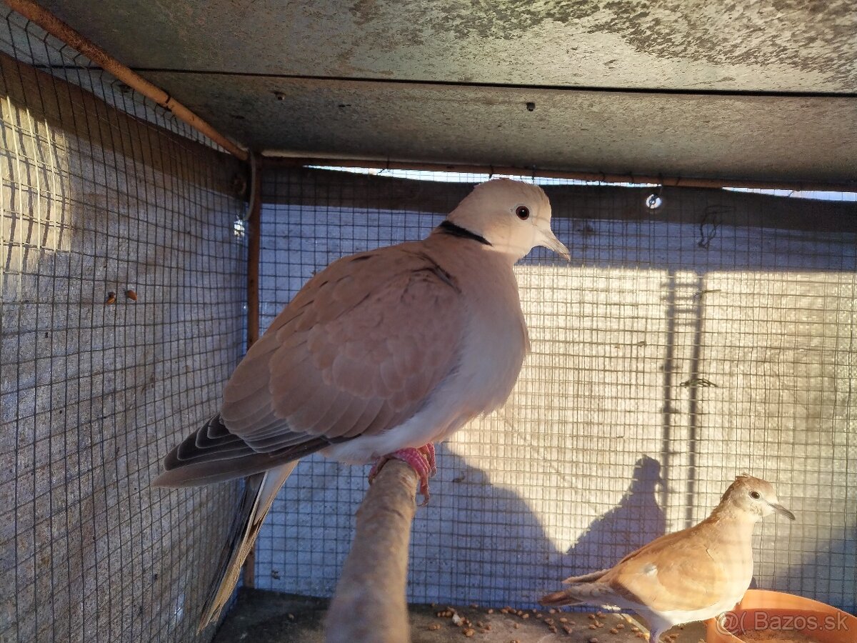 Predám vtáctvo - 3