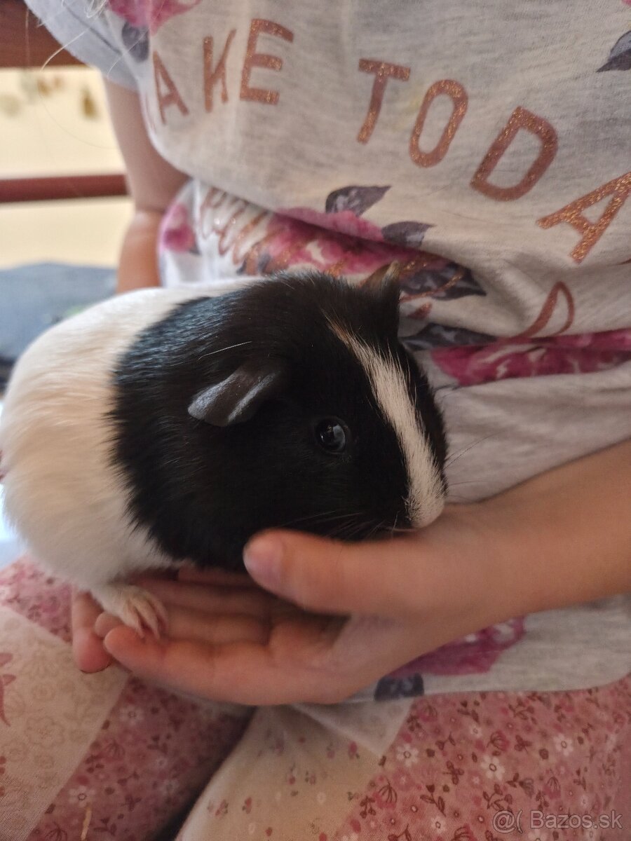 Predam morské prasiatka - 3