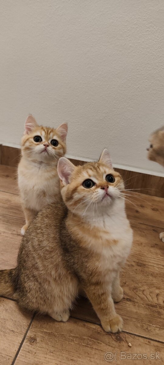 Britské mačiatka - 3