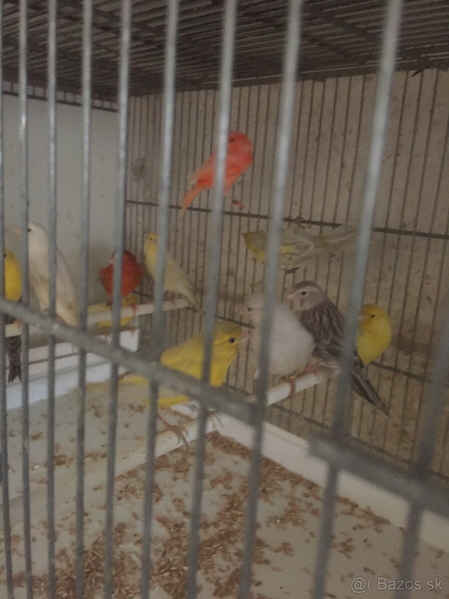 kanáriky - 3
