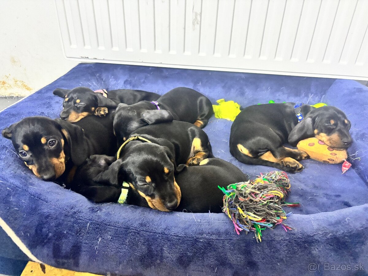 Jazvečík kratkosrstý - 3