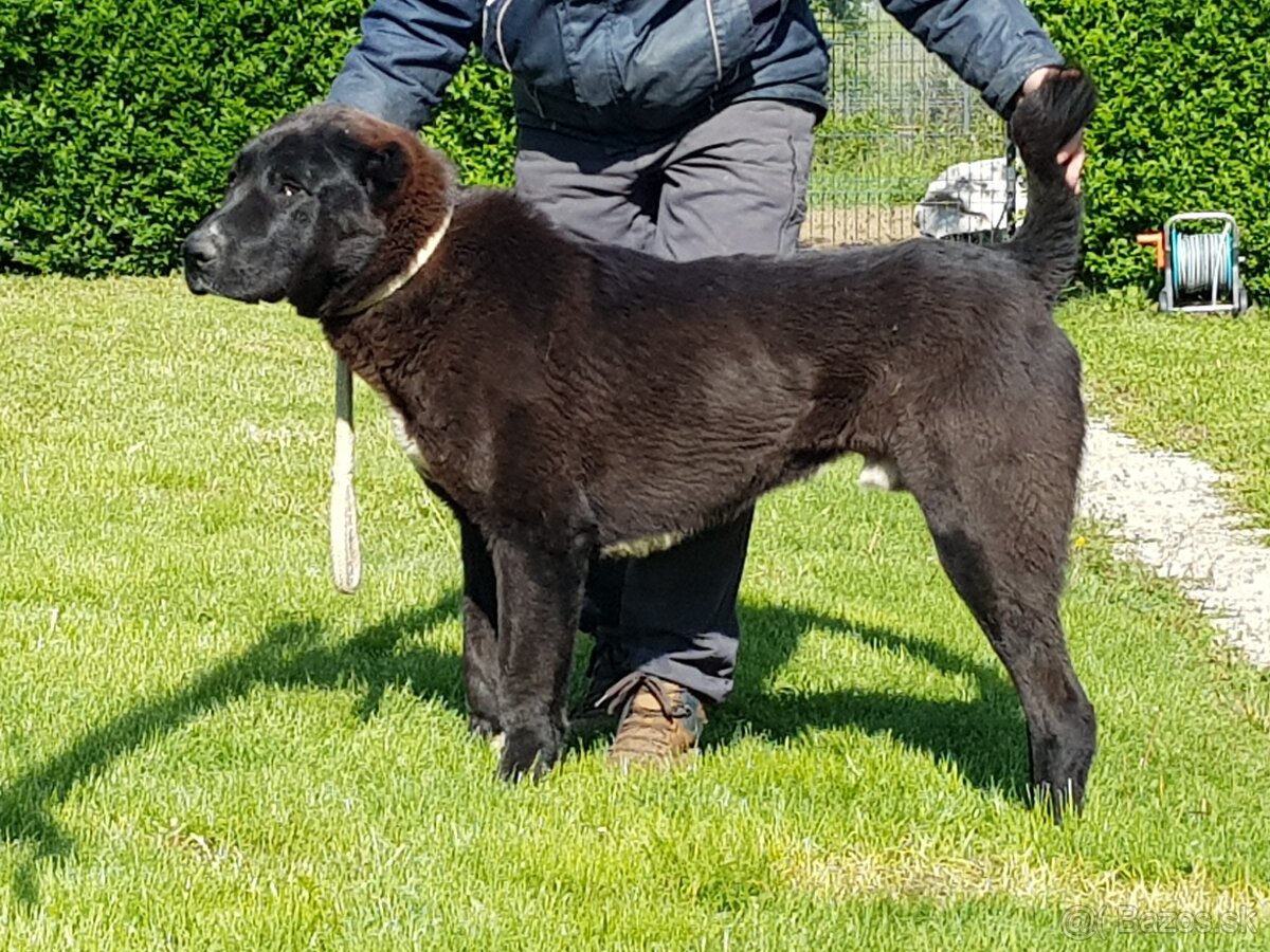 Stredoázijský ovčiak_1 - 3