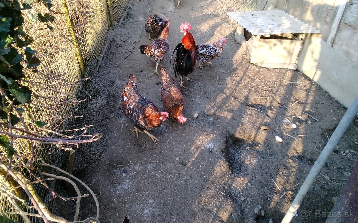 Vlaska porcelanova NV - 3